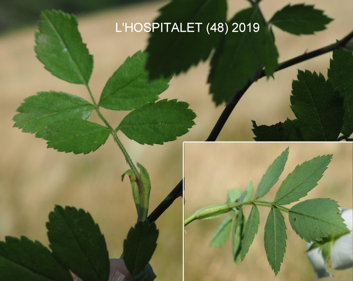 Rose, Trailing leaf